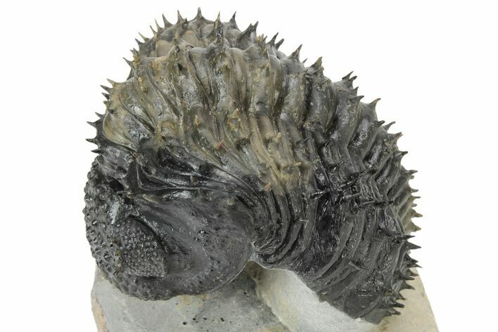 Spiny Drotops Armatus Trilobite - Colorful Shell #232777